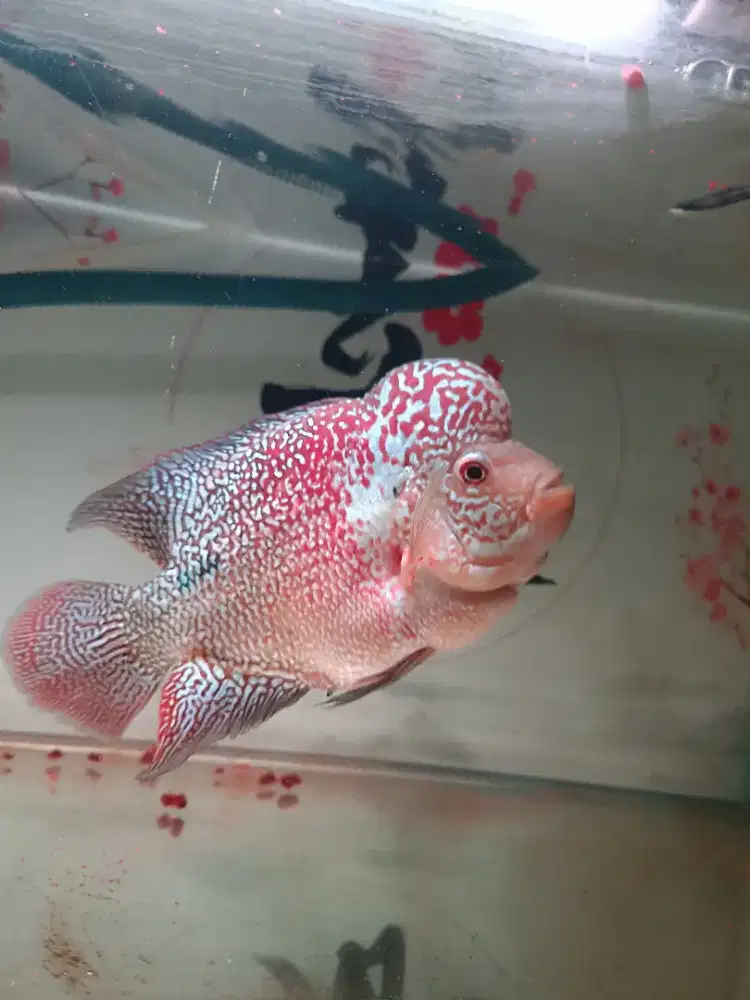 Louhan Kamfa f2 Super Red