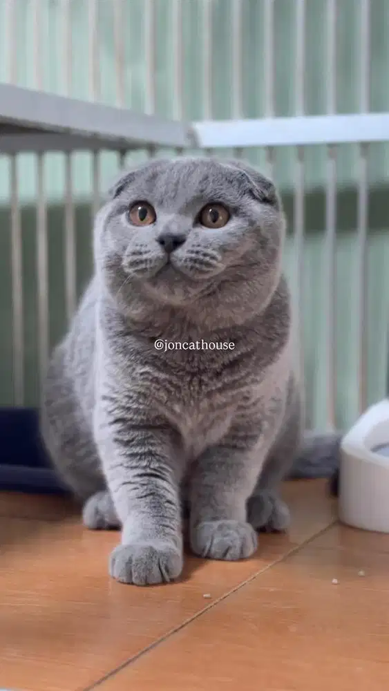 Scottish Fold Triple