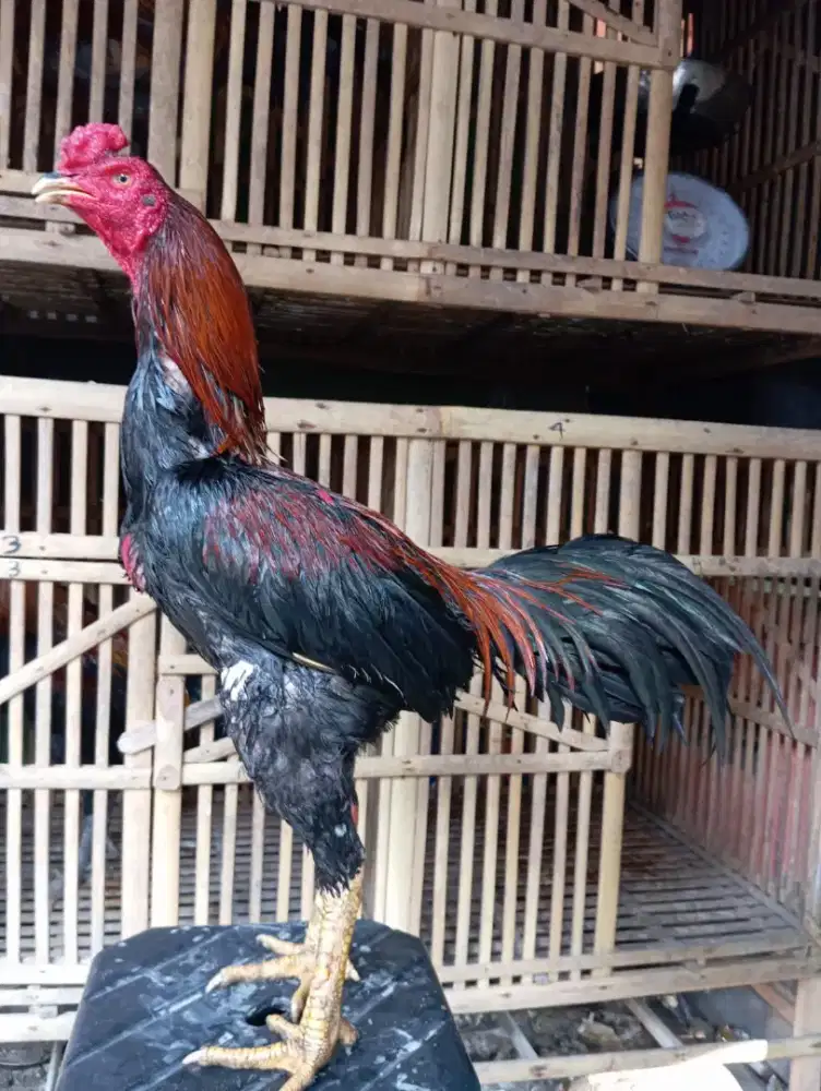 Ayam Bangkok Super Jalu