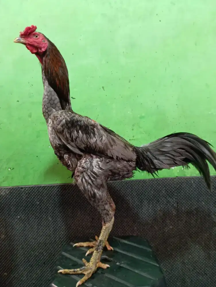 Ayam Bangkok ( Khoyngon)