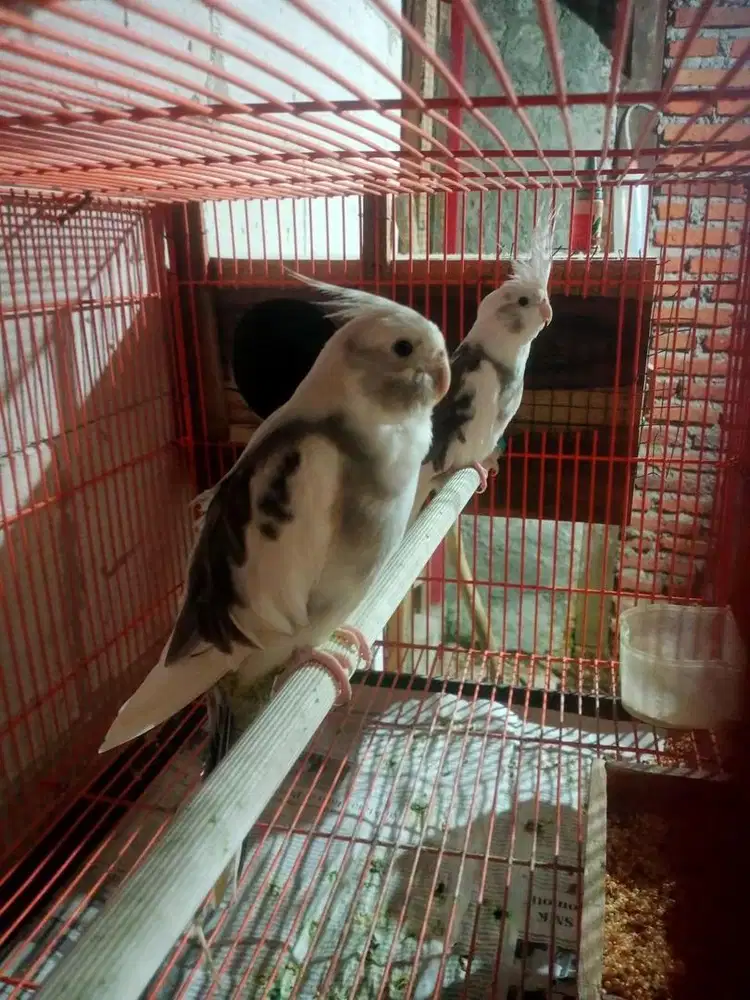 Siapan wf pied x wf pied