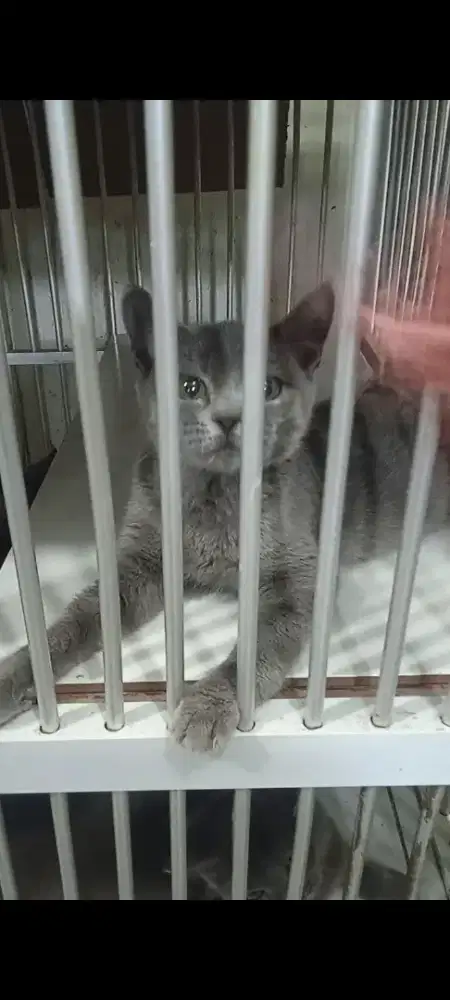 Kitten BSH blue solid