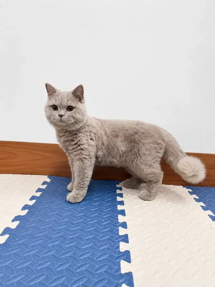 BSH Kitten Lilac Jantan 7½ bulan