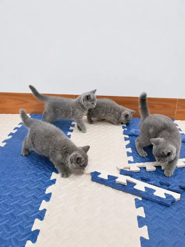 BSH British Shorthair Kitten Jantan / Betina Blue 2½ bulan