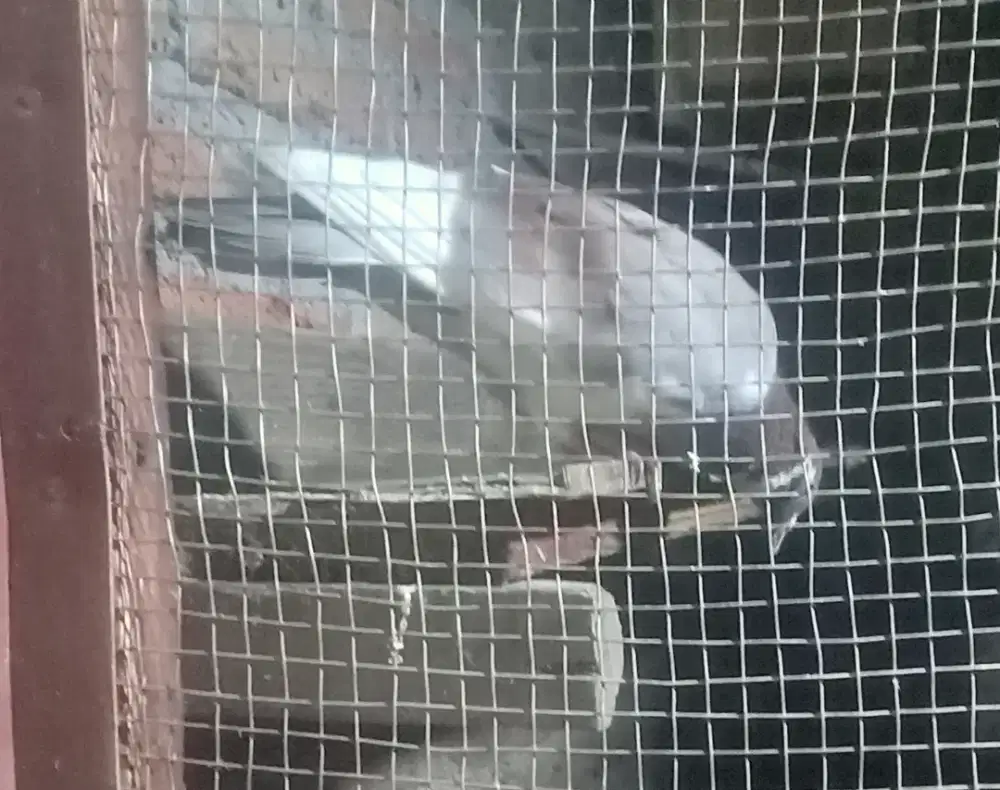 Borongan Merpati 10 ekor