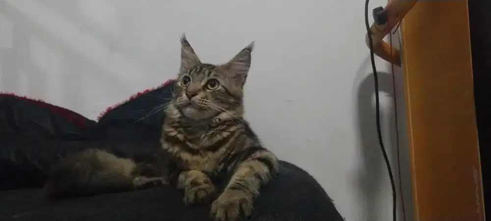 Mainecoon non ped Maine coon