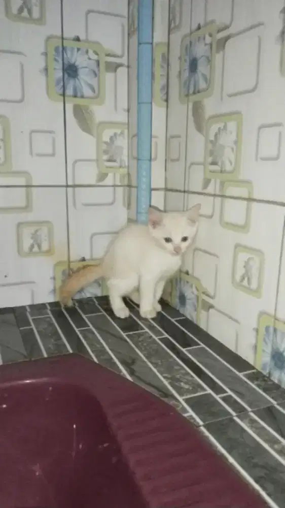 Lepas adopsi anggora mata biru