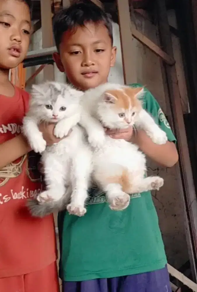 Sepasang jantan dan betina super gemoy usia 2,5 bulanan