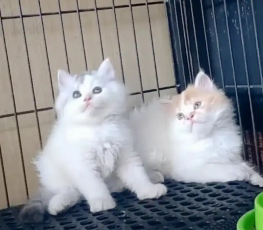 Sepasang super ginuk gemoy jantan dan betina usia 2,5 bulan