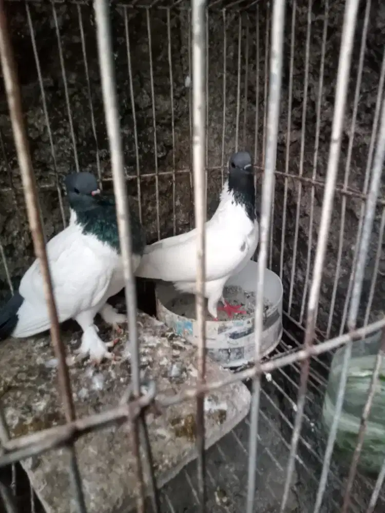 Burung dara merpati songkop sepasang