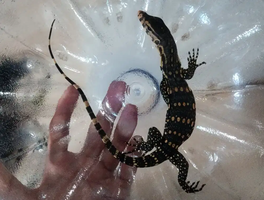 biawak anak kadal reptile iguana