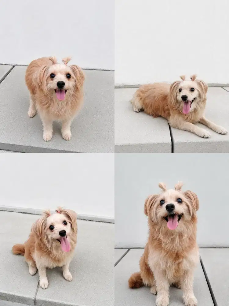 JUAL MALTIPO (Maltese mix Poddle)