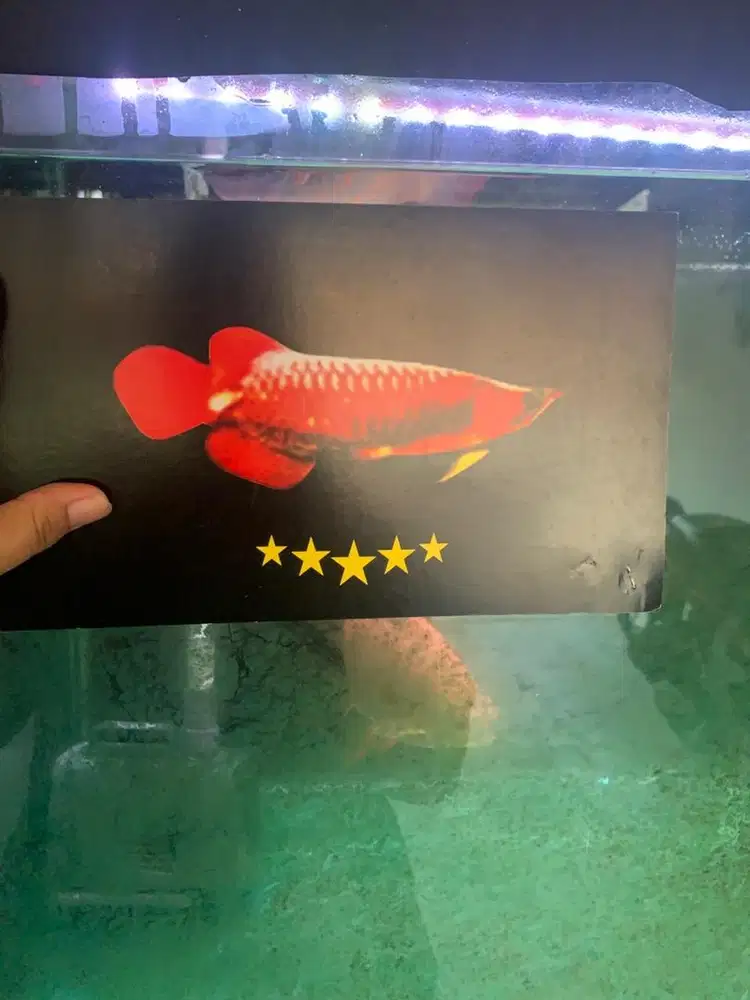 Arwana Super Red
