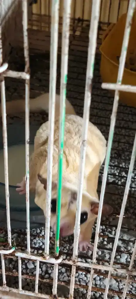 Sugar glider sepasang