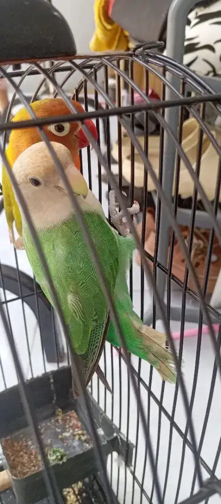 Sepasang Indukan Lovebird Nonklep dan Klep 2x Produksi