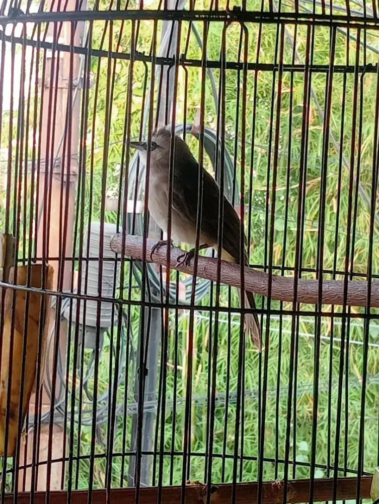 Di jual burung trucuk alarm subuh