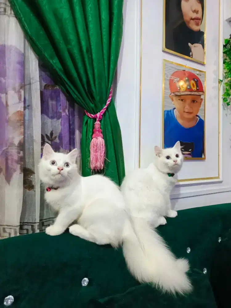 Persia Longhair white solid blue eyes