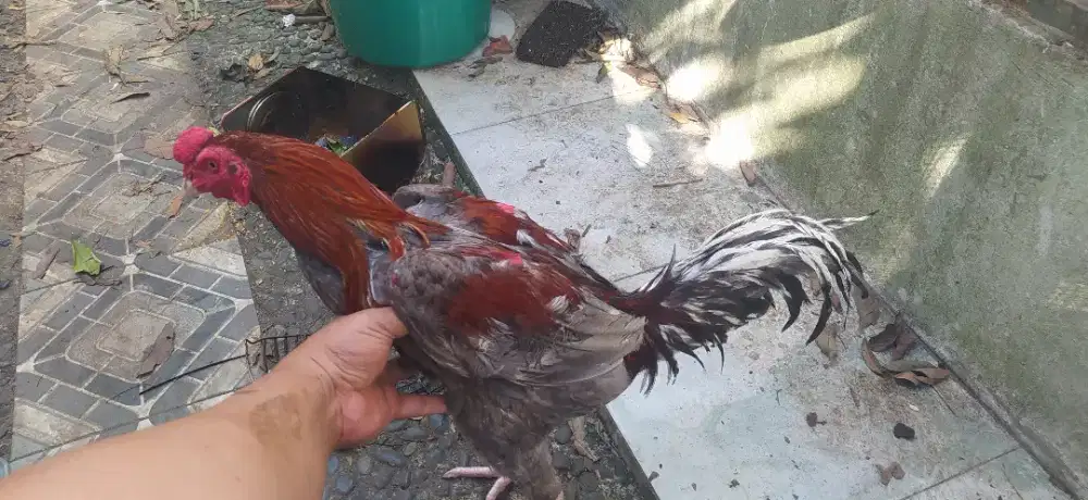 Ayam  kampung,  usia  7 bulan
