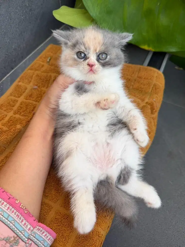 Kitten BSH gemoy non ped