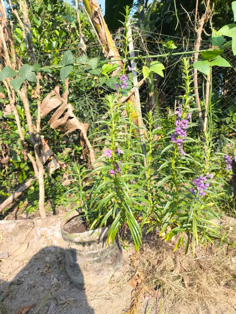 Tanaman Lavender Bunga Ungu Wangi Anti Nyamuk