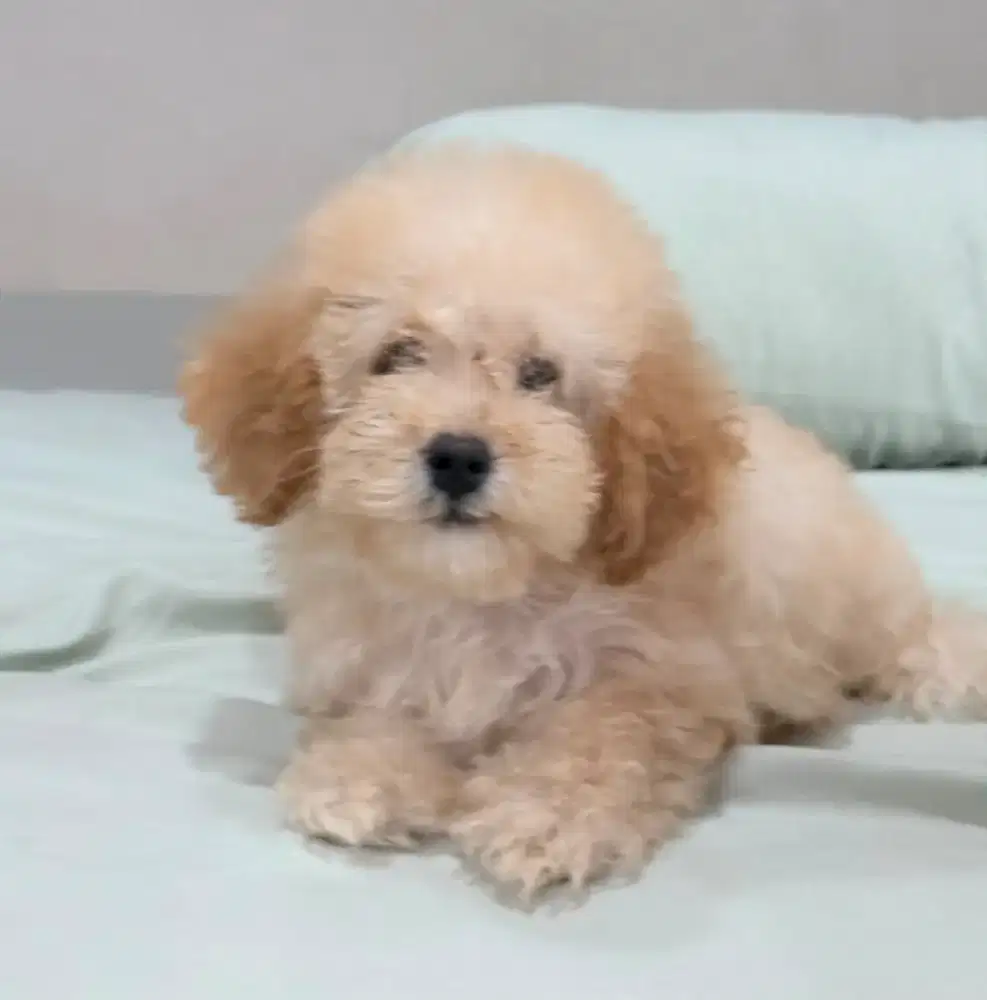 READY TO ADOPT DENGAN MAHAR..