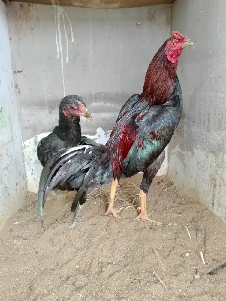 Ayam Bangkok sepasang murah