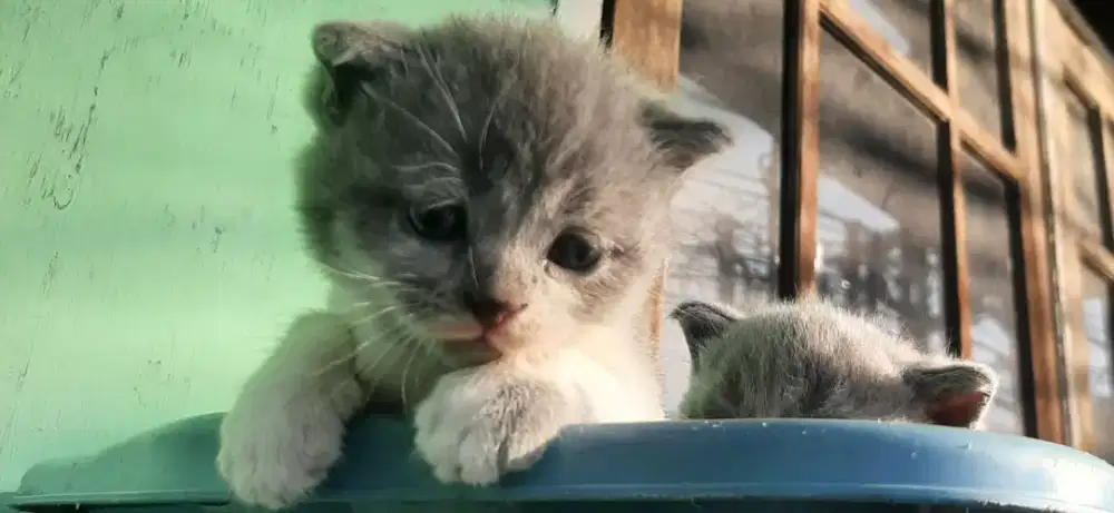 Kitten BSH Jantan lahir 22-6-2026