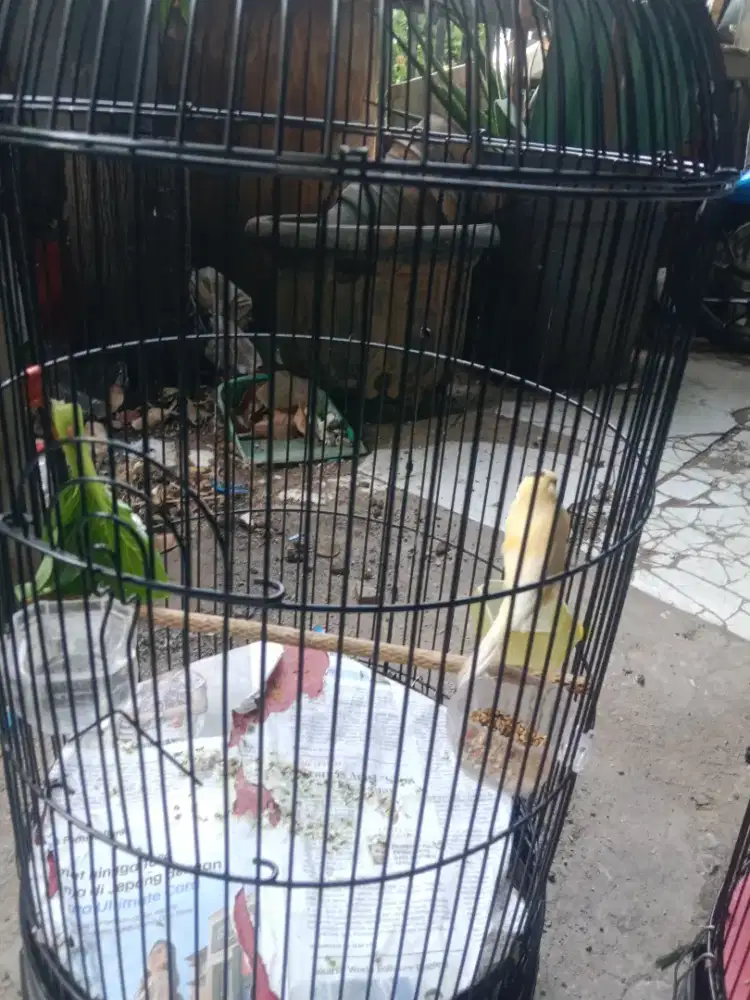 Burung kenari AF (Frasmi x Fsf) ring kroscek jaminan jantan