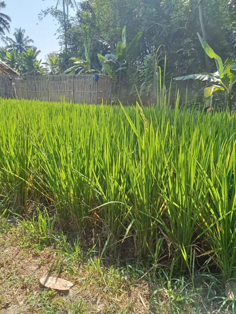 DIJUAL SAWAH DEKAT UNIVERSITAS TIDAR