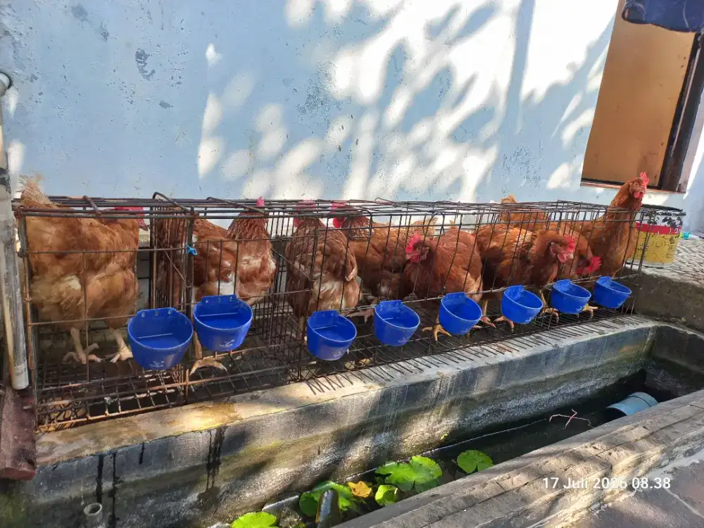 AYAM PETELUR PRODUKSI