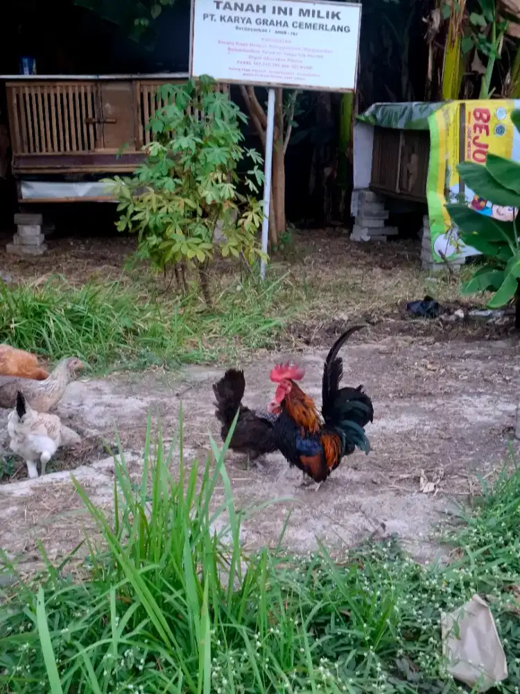 Ayam kate Chabo