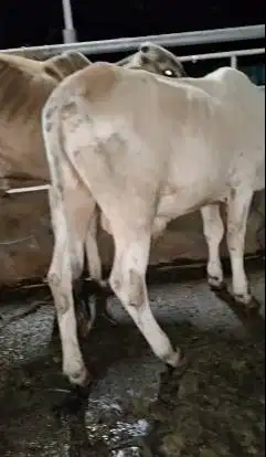 5 ekor bakalan sapi jantan TB 115cm 1 tahunan layak penggemukan kurban