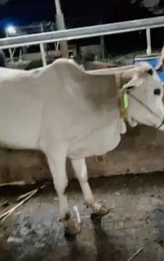 5 ekor bakalan sapi jantan TB 115cm 1 tahunan siap penggemukan qurban