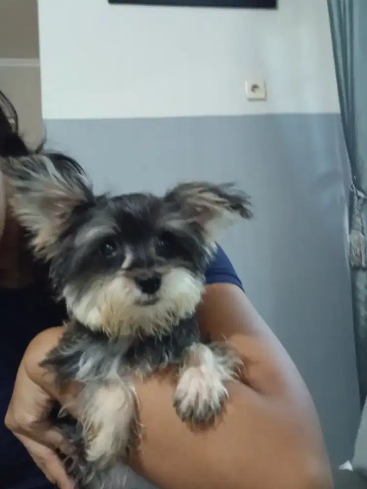 Anjing yorkie Yorkshire Terrier
