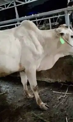5 ekor bakalan sapi jantan TB 115cm 1 tahunan siap penggemukan qurban
