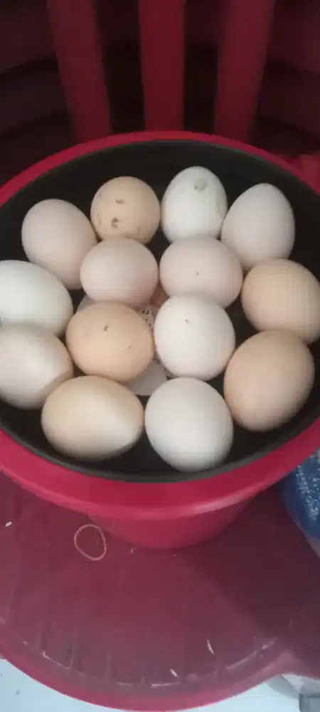 Telor ayam kampung fresh