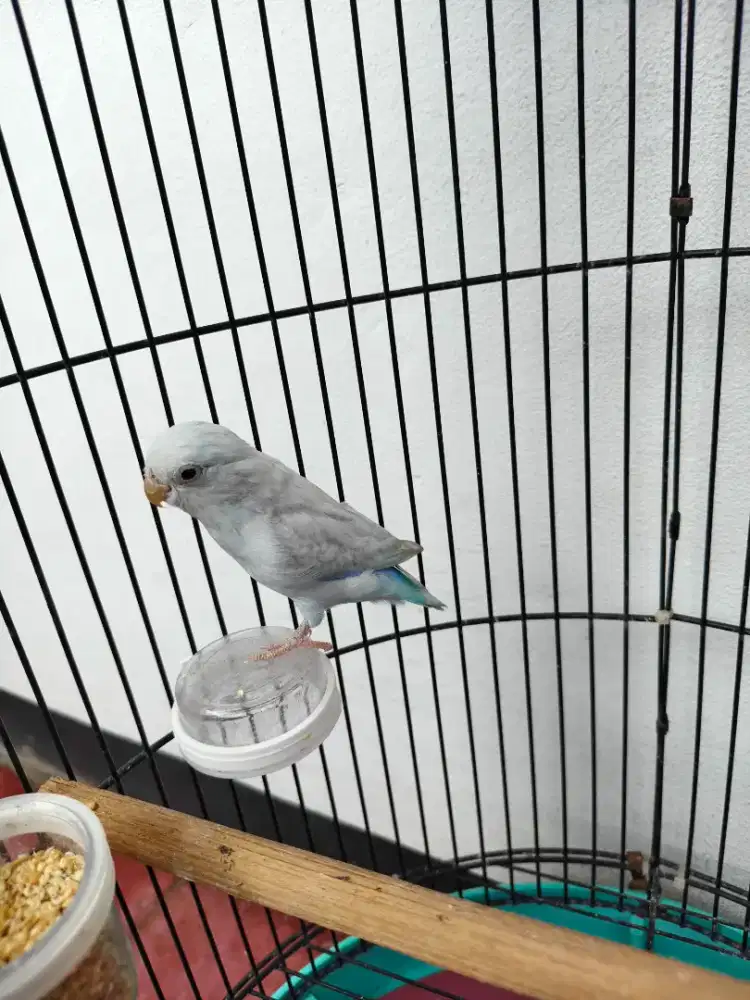 Burung parrotlet forpus american white