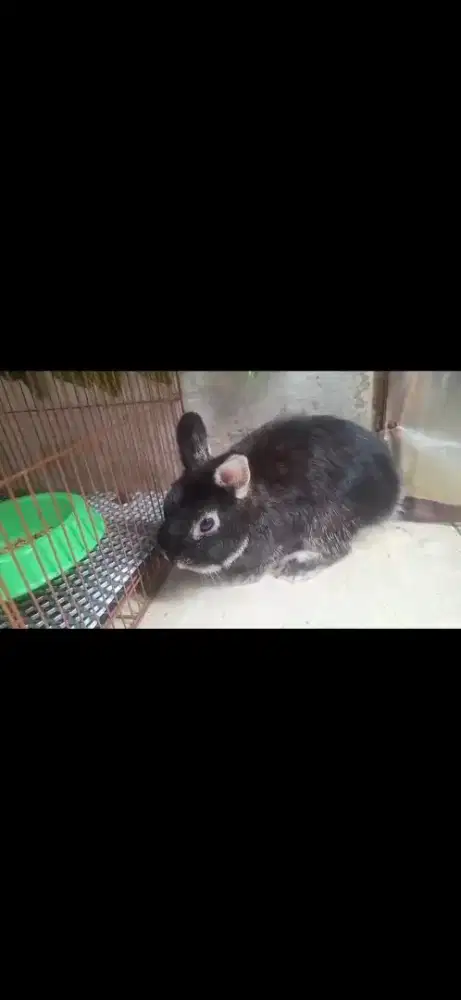 Kelinci Netherland Dwarf (ND) sepasang