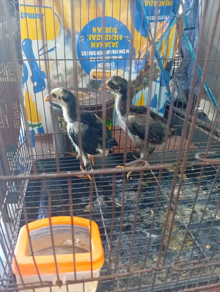 Anakan bangkok sepasang