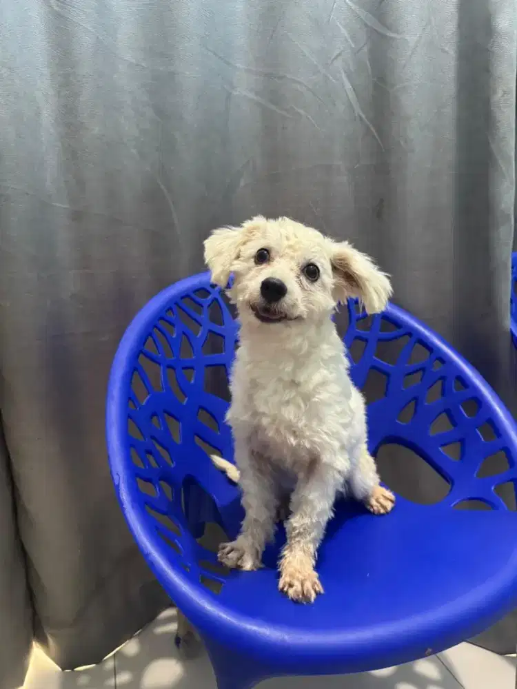 anjing maltese jantan 100% asli
