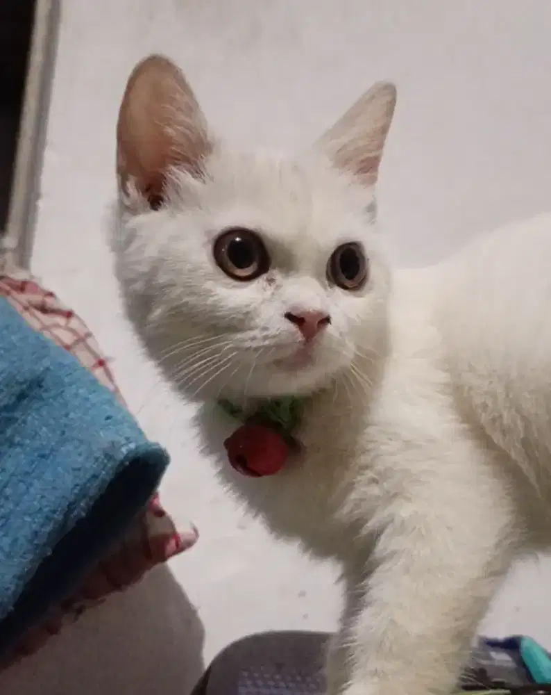 kucing mix bsh beti 4bln