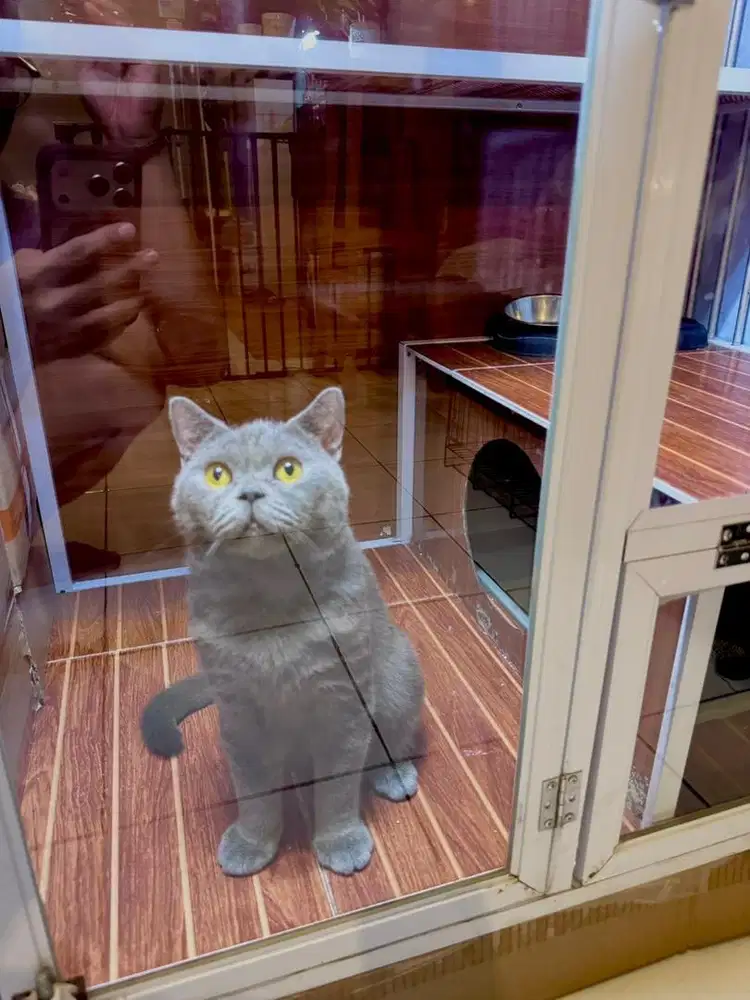KUCING BRITISH SHORTHAIR BSH JANTAN