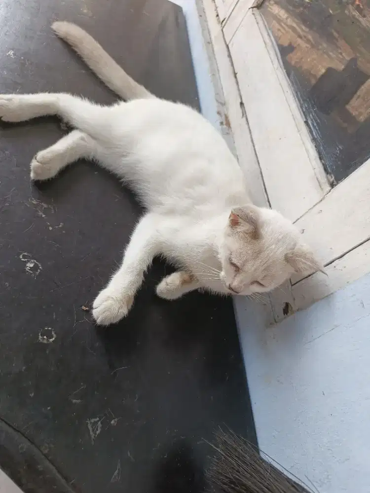 Open adopsi kucing, mixdom himalaya