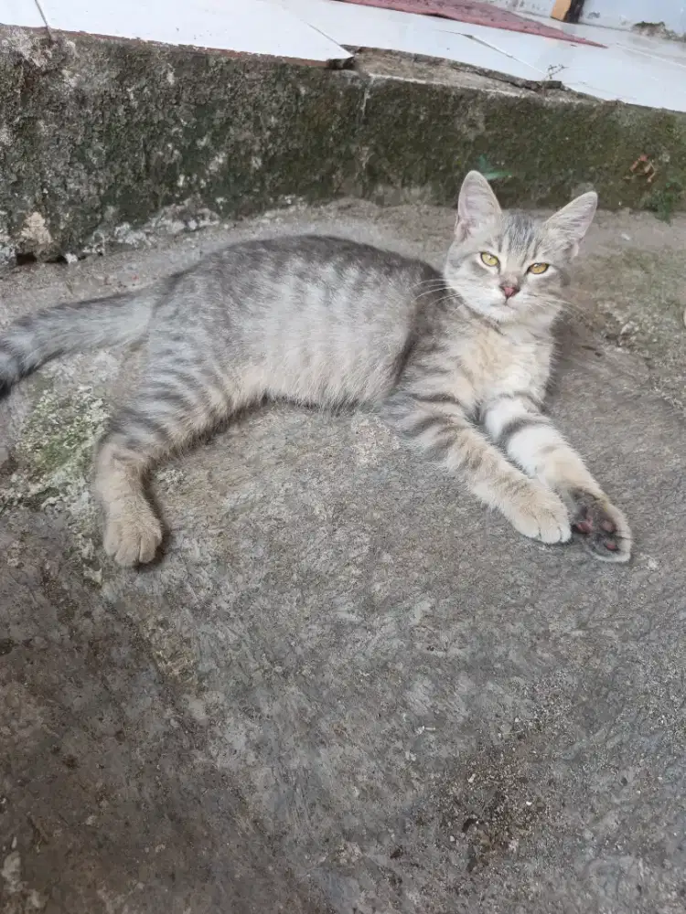 Open adopsi kucing mixdom jantan