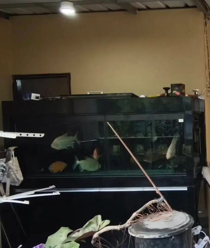 Aquarium Istimewa bekas arwana dan predator