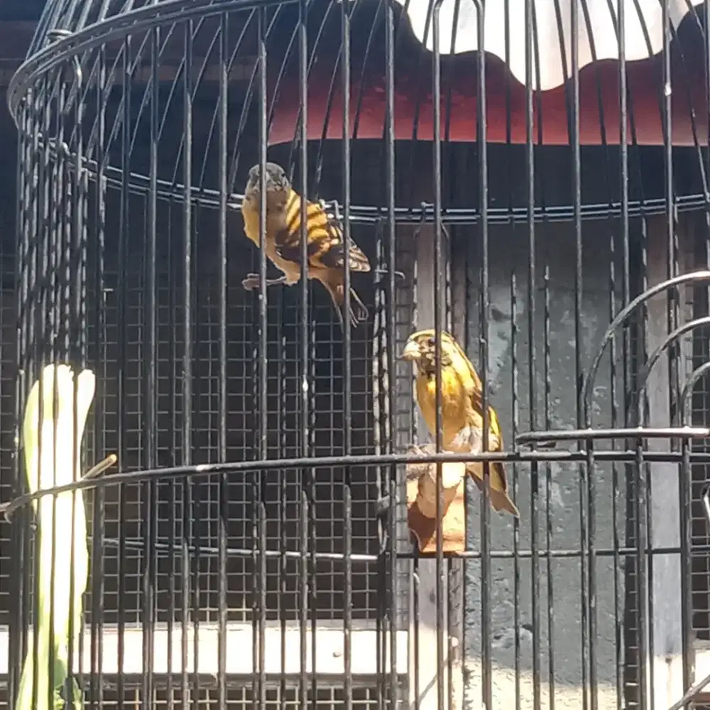Burung red siskin