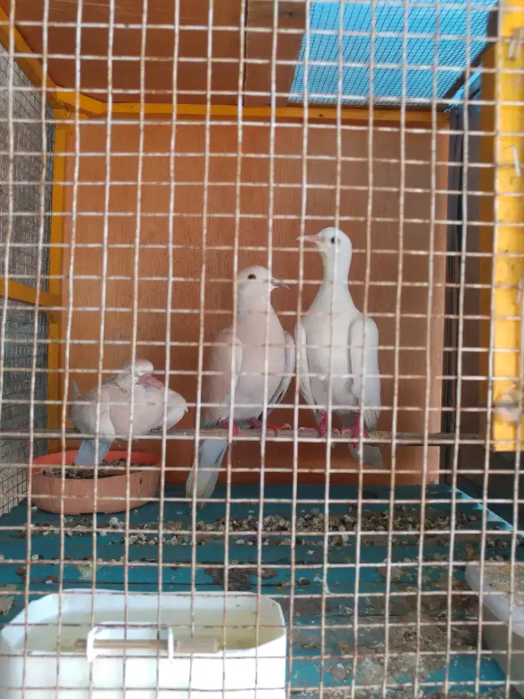 Burung puter sepasang + anakan