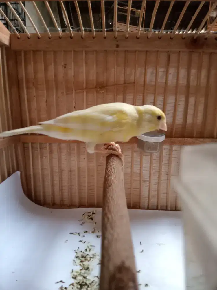 Kenari riwikan 3ekor