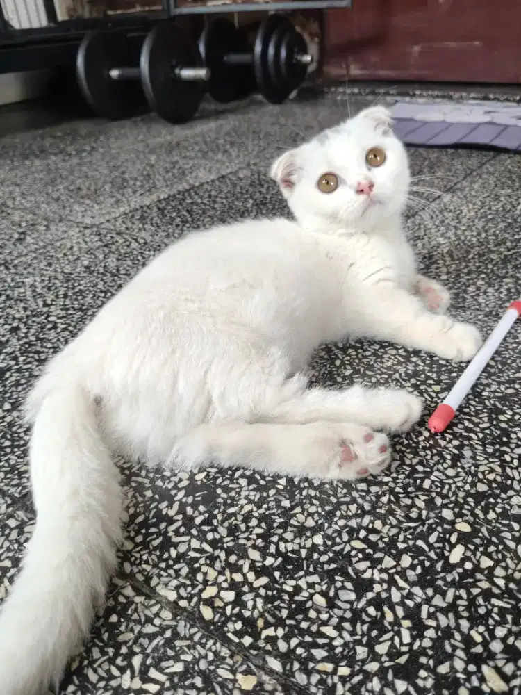 BSH Gaelic Munchkin Rug Hugger Scottish fold
