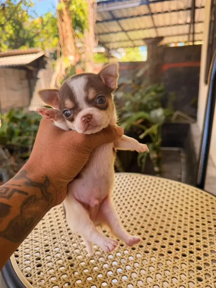 Anjing chihuahua